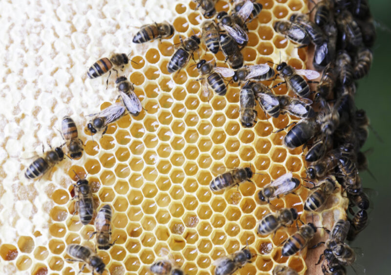 Planète abeilles et compagnie Planète abeilles et compagnie